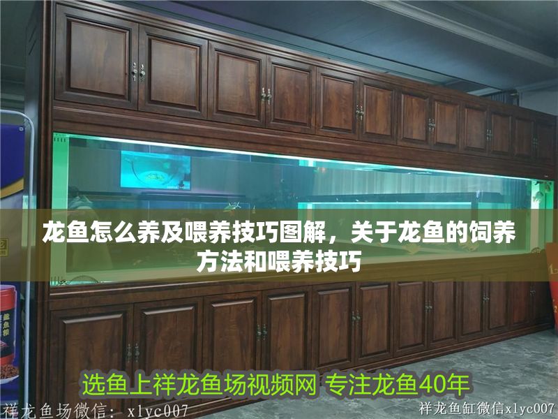 龍魚(yú)怎么養(yǎng)及喂養(yǎng)技巧圖解，關(guān)于龍魚(yú)的飼養(yǎng)方法和喂養(yǎng)技巧 龍魚(yú)怎么養(yǎng)及喂養(yǎng)技巧圖解，關(guān)于龍魚(yú)的飼養(yǎng)方法和喂養(yǎng)技巧 龍魚(yú)百科 第2張