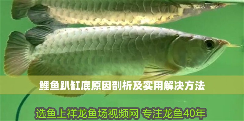 鯉魚趴缸底原因剖析及實用解決方法 鯉魚趴缸底原因剖析及實用解決方法 龍魚百科 第1張