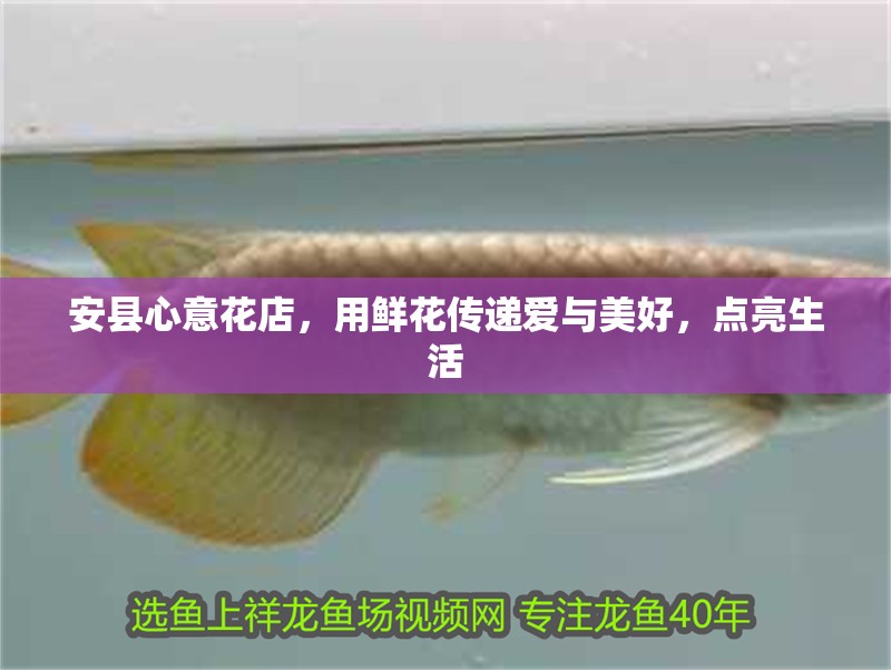 安縣心意花店，用鮮花傳遞愛與美好，點亮生活 安縣心意花店，用鮮花傳遞愛與美好，點亮生活 全國水族館企業名錄 第1張