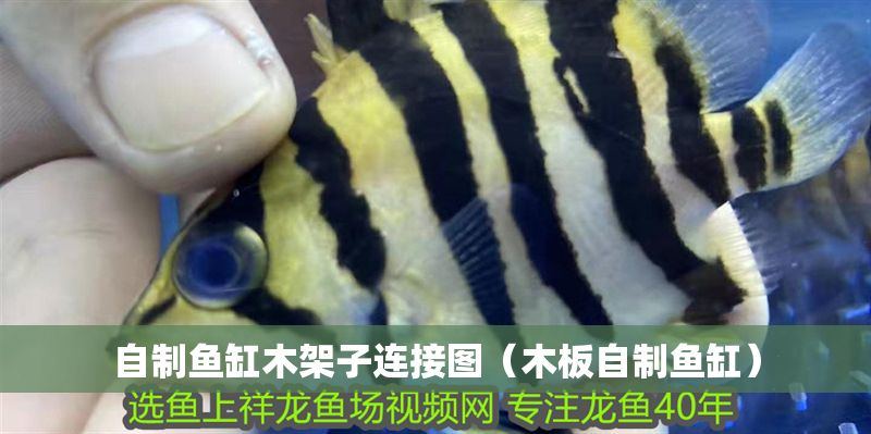 自制魚缸木架子連接圖（木板自制魚缸）