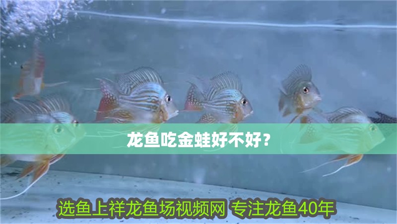 龍魚吃金蛙好不好？