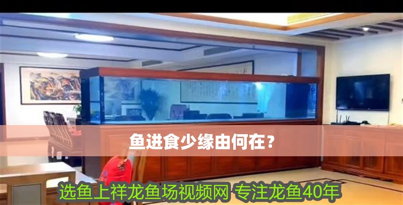 魚進食少緣由何在？ 魚進食少緣由何在？ 龍魚百科 第1張