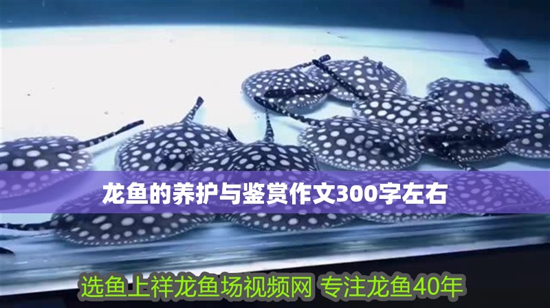 龍魚的養(yǎng)護(hù)與鑒賞作文300字左右