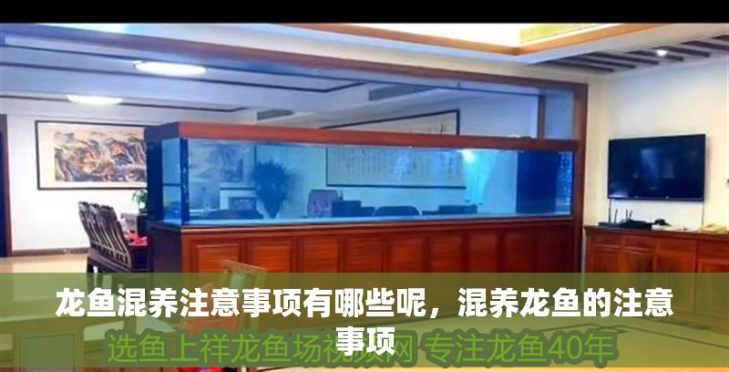 龍魚混養(yǎng)注意事項(xiàng)有哪些呢，混養(yǎng)龍魚的注意事項(xiàng)