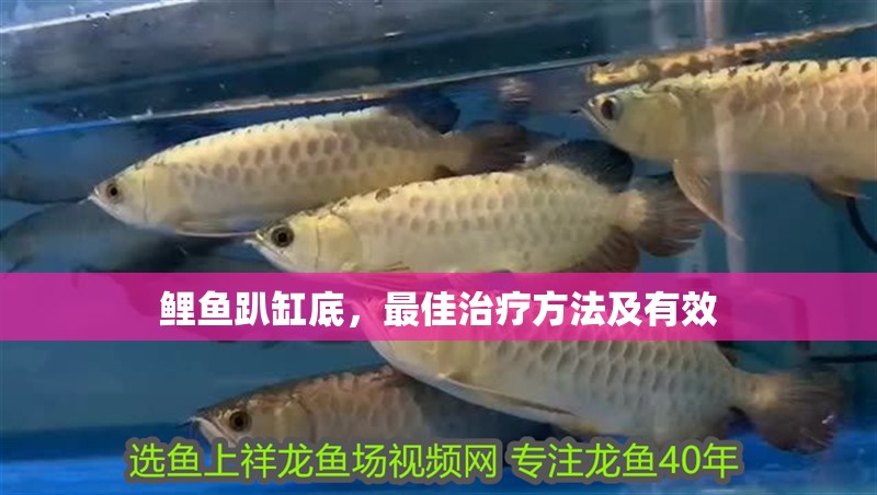 鯉魚趴缸底，最佳治療方法及有效