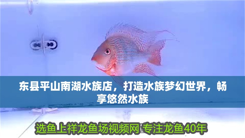 東縣平山南湖水族店，打造水族夢幻世界，暢享悠然水族