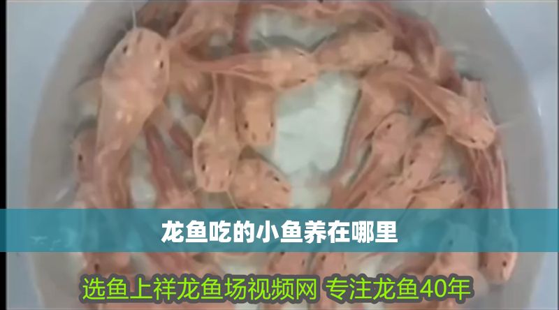 龍魚吃的小魚養在哪里