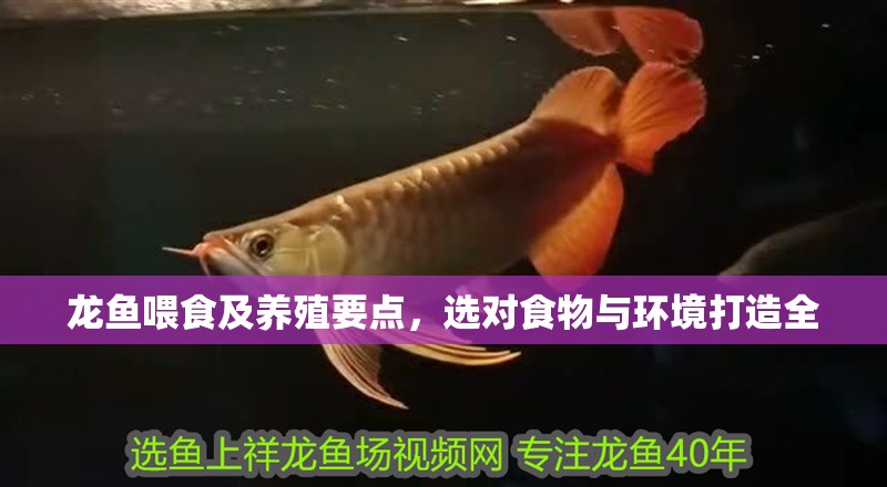 龍魚喂食及養殖要點，選對食物與環境打造全
