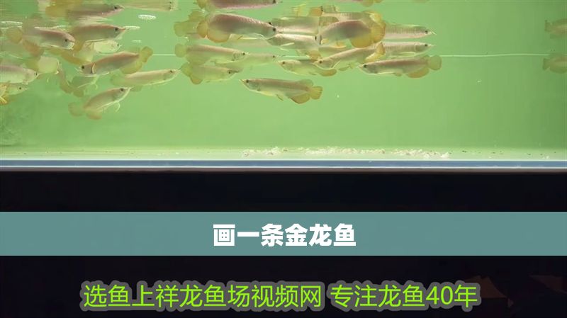 畫一條金龍魚