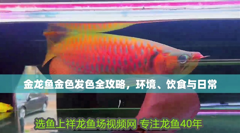 金龍魚金色發色全攻略，環境、飲食與日常 金龍魚金色發色全攻略，環境、飲食與日常 龍魚百科 第1張