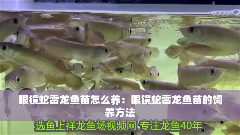 眼鏡蛇雷龍魚苗怎么養：眼鏡蛇雷龍魚苗的飼養方法