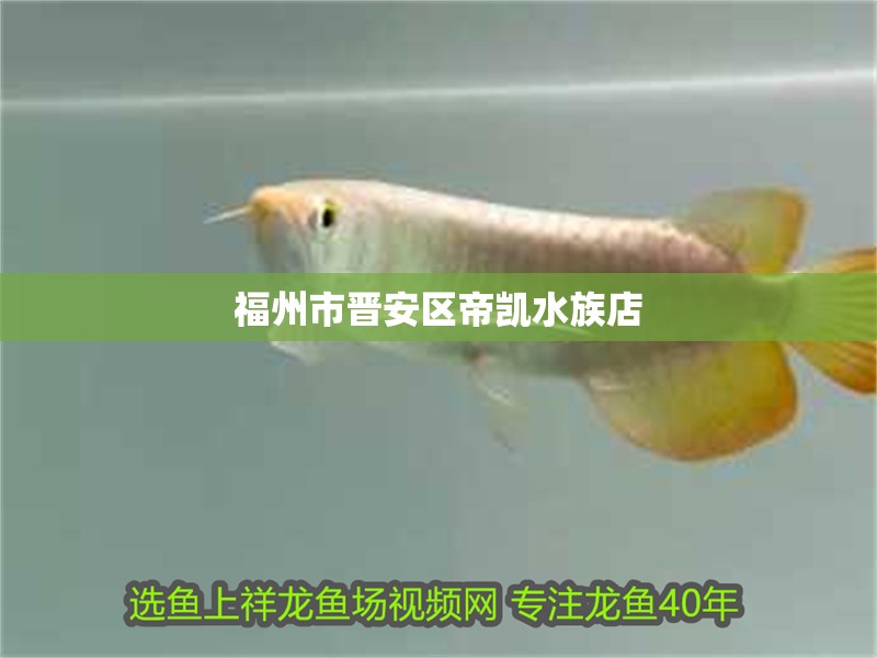 福州市晉安區(qū)帝凱水族店