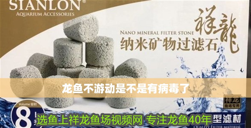 龍魚不游動是不是有病毒了
