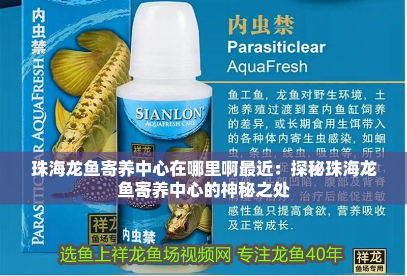 珠海龍魚寄養中心在哪里啊最近：探秘珠海龍魚寄養中心的神秘之處