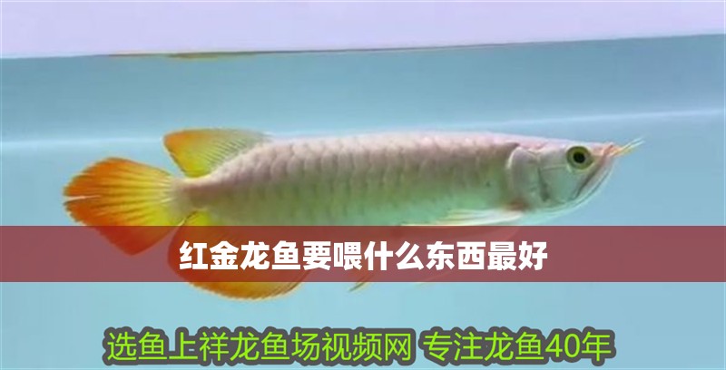 紅金龍魚要喂什么東西最好 龍魚百科 第1張 紅金龍魚要喂什么東西最好 紅金龍魚要喂什么東西最好 龍魚百科 第1張
