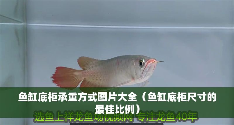魚缸底柜承重方式圖片大全（魚缸底柜尺寸的最佳比例）