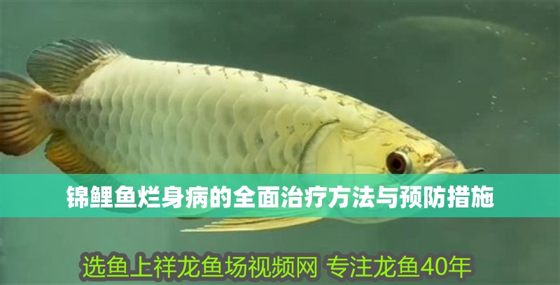 錦鯉魚爛身病的全面治療方法與預防措施 錦鯉魚爛身病的全面治療方法與預防措施 龍魚百科 第1張