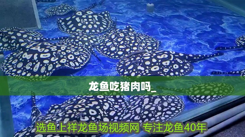 龍魚吃豬肉嗎_