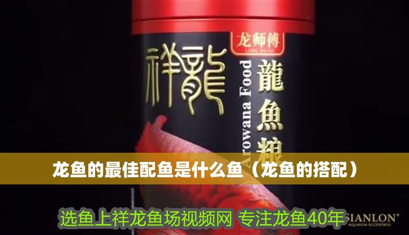 龍魚的最佳配魚是什么魚(龍魚的搭配) 龍魚百科 第1張 龍魚的最佳配魚是什么魚(龍魚的搭配) 龍魚的最佳配魚是什么魚(龍魚的搭配) 龍魚百科 第1張