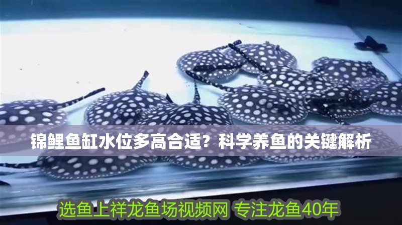 錦鯉魚缸水位多高合適？科學養魚的關鍵解析