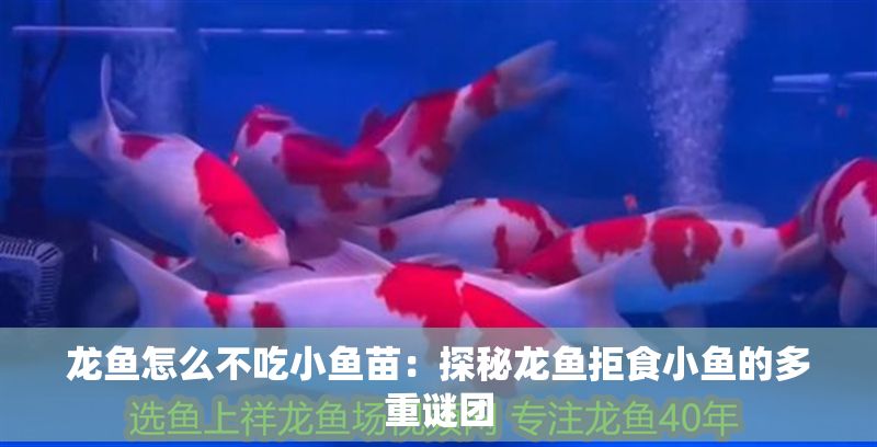 龍魚怎么不吃小魚苗：探秘龍魚拒食小魚的多重謎團