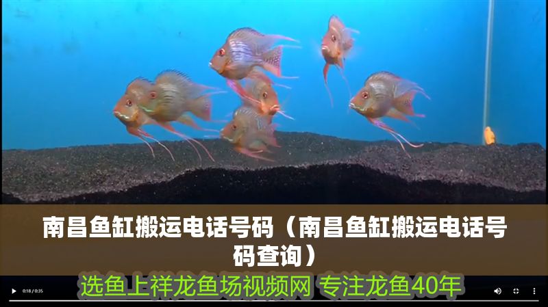南昌魚缸搬運電話號碼（南昌魚缸搬運電話號碼查詢）