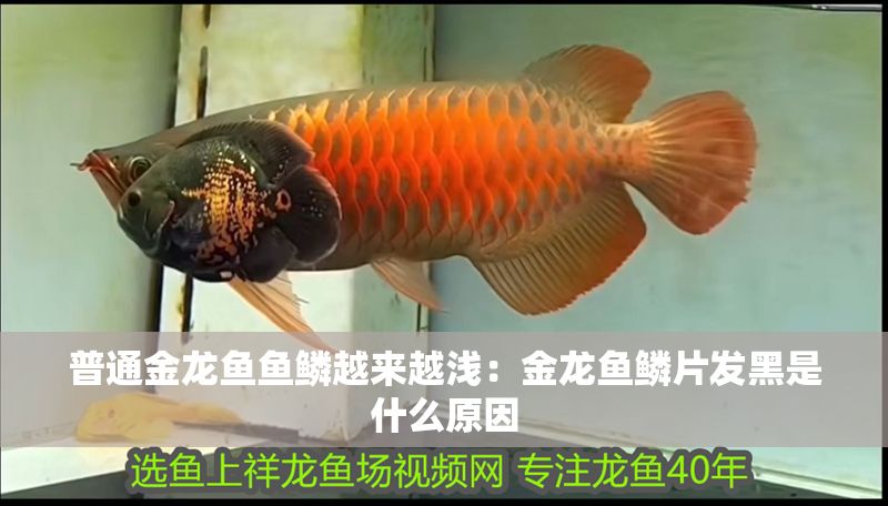 普通金龍魚魚鱗越來越淺：金龍魚鱗片發黑是什么原因