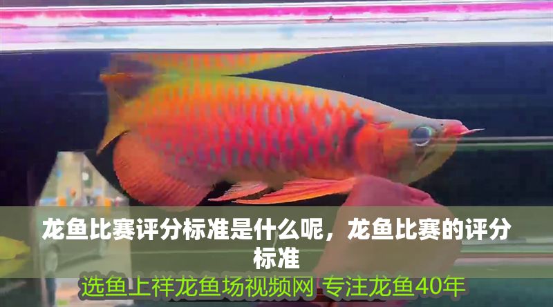 龍魚比賽評分標準是什么呢，龍魚比賽的評分標準