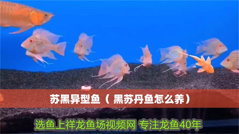 蘇黑異型魚（ 黑蘇丹魚怎么養(yǎng)）