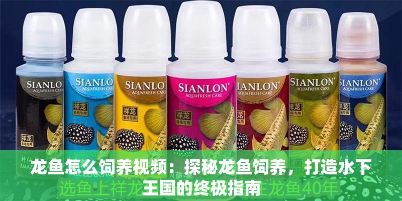 龍魚怎么飼養視頻：探秘龍魚飼養，打造水下王國的終極指南