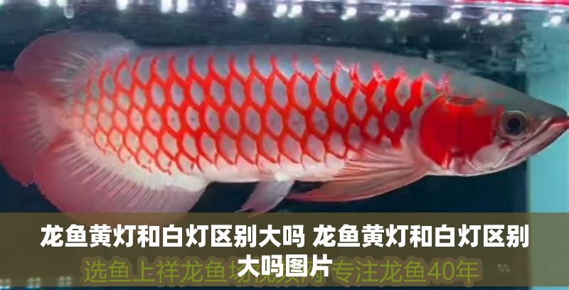 龍魚(yú)黃燈和白燈區(qū)別大嗎 龍魚(yú)黃燈和白燈區(qū)別大嗎圖片