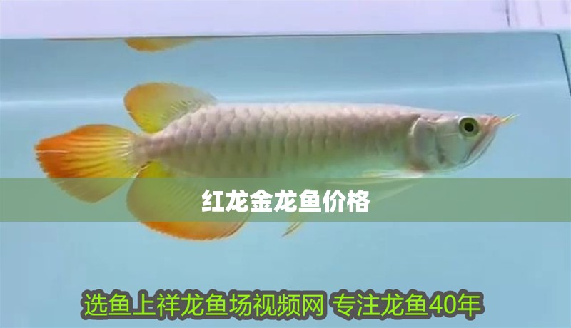 紅龍金龍魚價格
