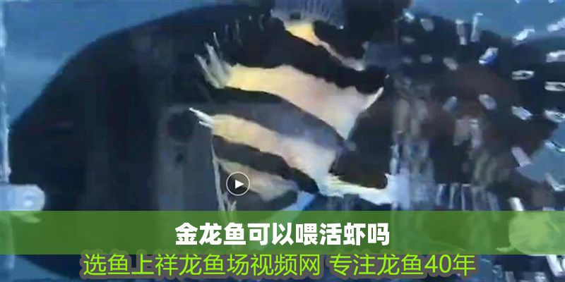 金龍魚可以喂活蝦嗎 金龍魚可以喂活蝦嗎 龍魚百科 第2張