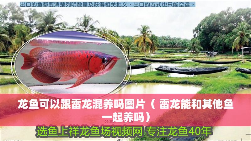 龍魚可以跟雷龍混養嗎圖片（ 雷龍能和其他魚一起養嗎）