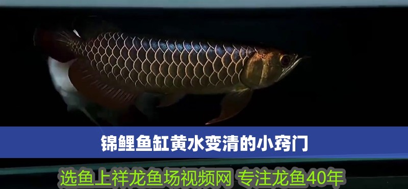 錦鯉魚缸黃水變清的小竅門