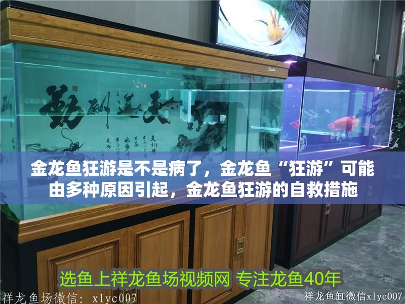 金龍魚狂游是不是病了，金龍魚“狂游”可能由多種原因引起，金龍魚狂游的自救措施 金龍魚狂游是不是病了，金龍魚“狂游”可能由多種原因引起，金龍魚狂游的自救措施 龍魚百科 第2張