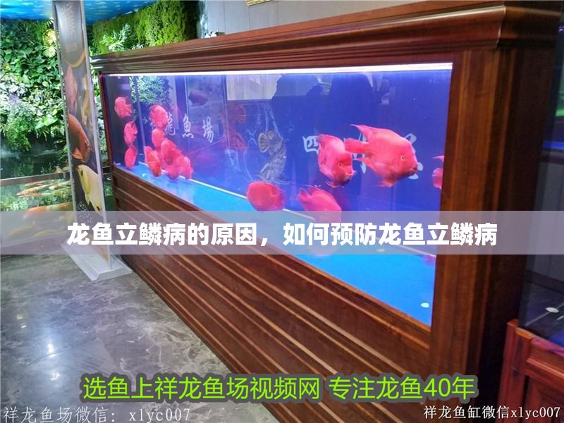 龍魚立鱗病的原因，如何預防龍魚立鱗病 龍魚立鱗病的原因，如何預防龍魚立鱗病 龍魚百科 第2張