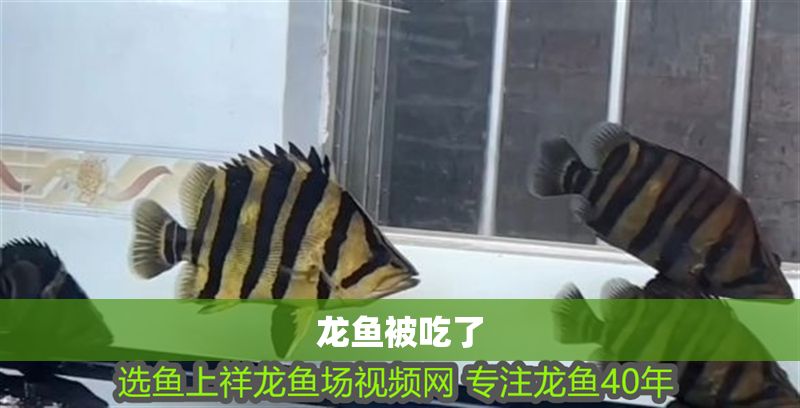 龍魚被吃了
