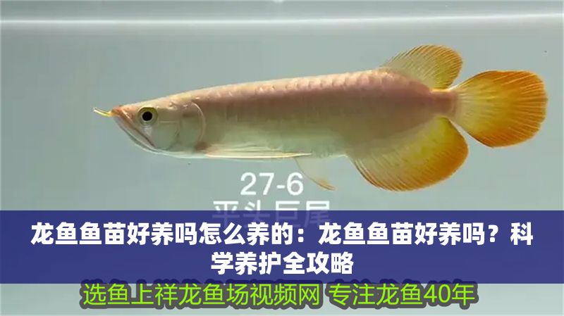 龍魚魚苗好養嗎怎么養的：龍魚魚苗好養嗎？科學養護全攻略