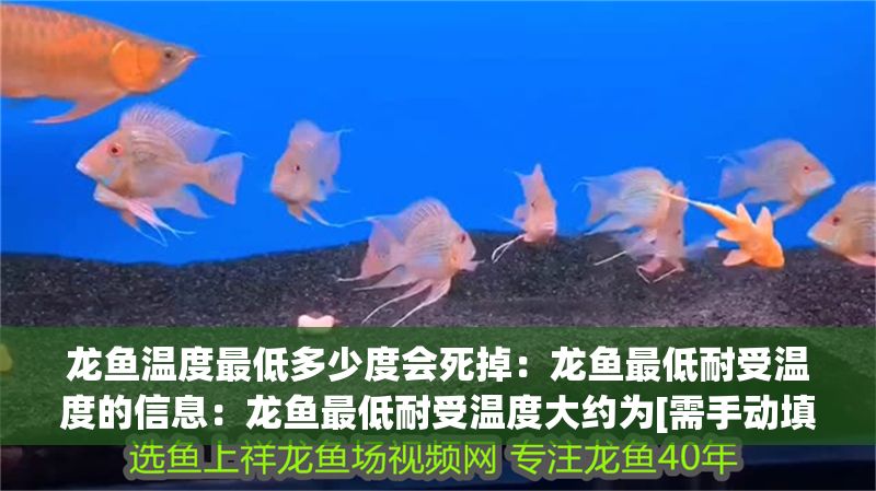 龍魚溫度最低多少度會死掉：龍魚最低耐受溫度的信息：龍魚最低耐受溫度大約為[需手動填充]