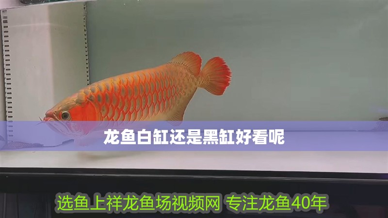 龍魚白缸還是黑缸好看呢 龍魚百科 第1張 龍魚白缸還是黑缸好看呢 龍魚白缸還是黑缸好看呢 龍魚百科 第1張