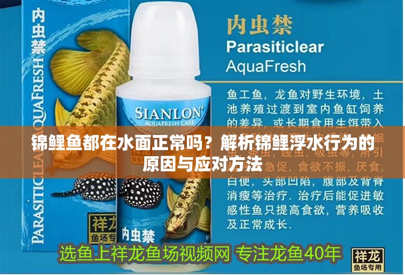 錦鯉魚都在水面正常嗎？解析錦鯉浮水行為的原因與應對方法