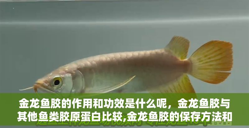 金龍魚膠的作用和功效是什么呢，金龍魚膠與其他魚類膠原蛋白比較,金龍魚膠的保存方法和期限