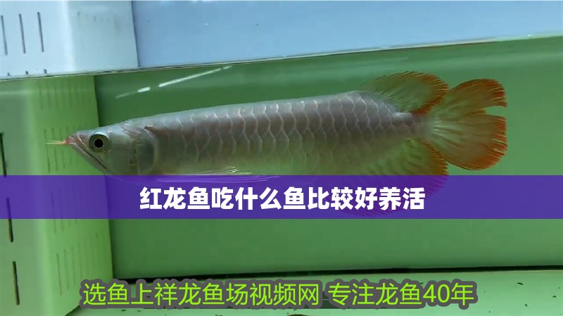 紅龍魚吃什么魚比較好養(yǎng)活