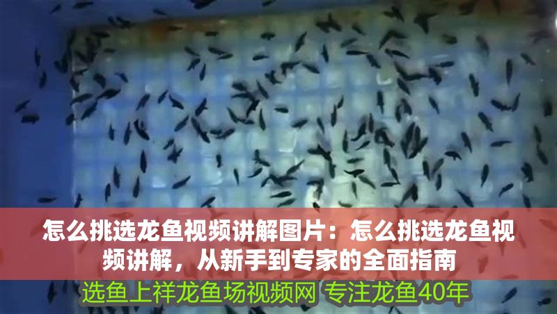 怎么挑選龍魚視頻講解圖片：怎么挑選龍魚視頻講解，從新手到專家的全面指南