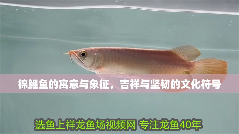 錦鯉魚的寓意與象征，吉祥與堅韌的文化符號 錦鯉魚的寓意與象征，吉祥與堅韌的文化符號 龍魚百科 第1張