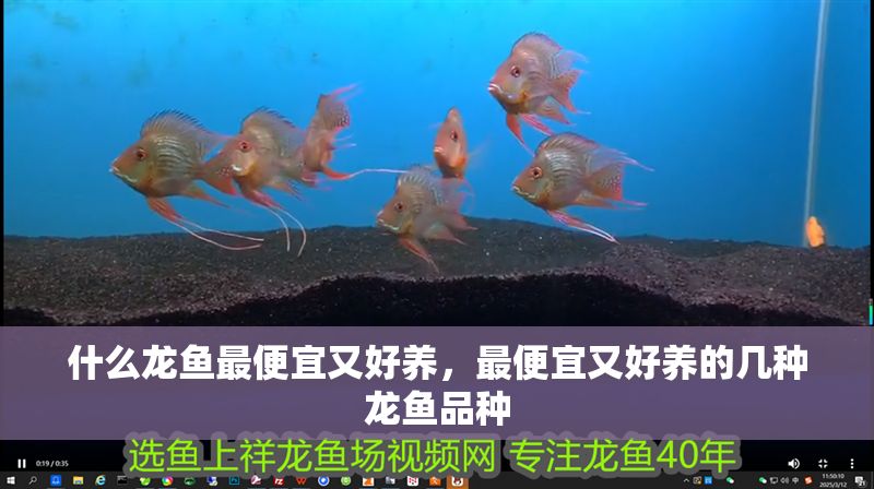 什么龍魚最便宜又好養，最便宜又好養的幾種龍魚品種