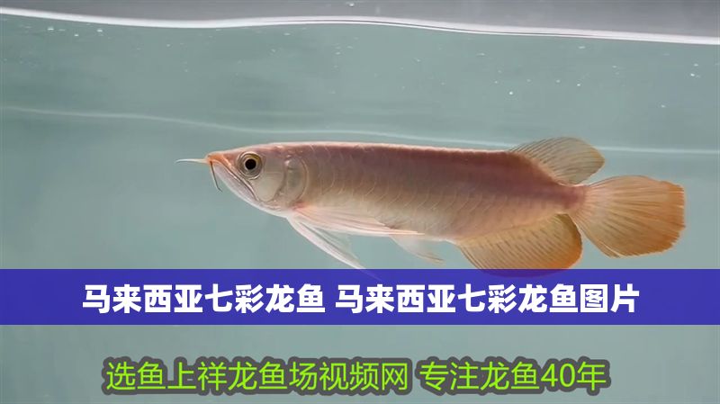 馬來西亞七彩龍魚 馬來西亞七彩龍魚圖片