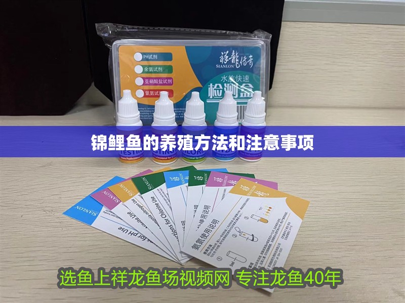 錦鯉魚的養(yǎng)殖方法和注意事項(xiàng)
