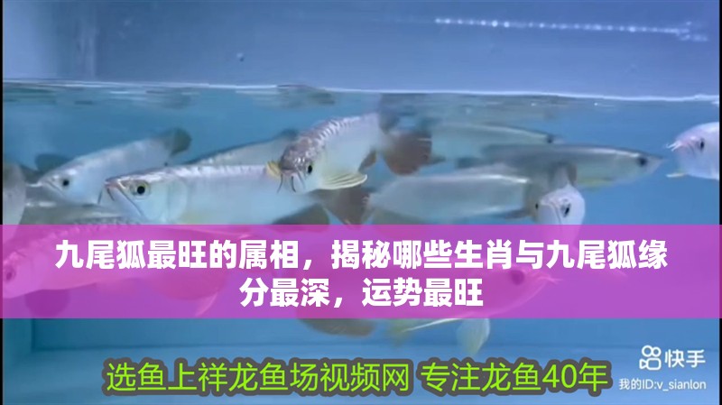 九尾狐最旺的屬相，揭秘哪些生肖與九尾狐緣分最深，運(yùn)勢最旺